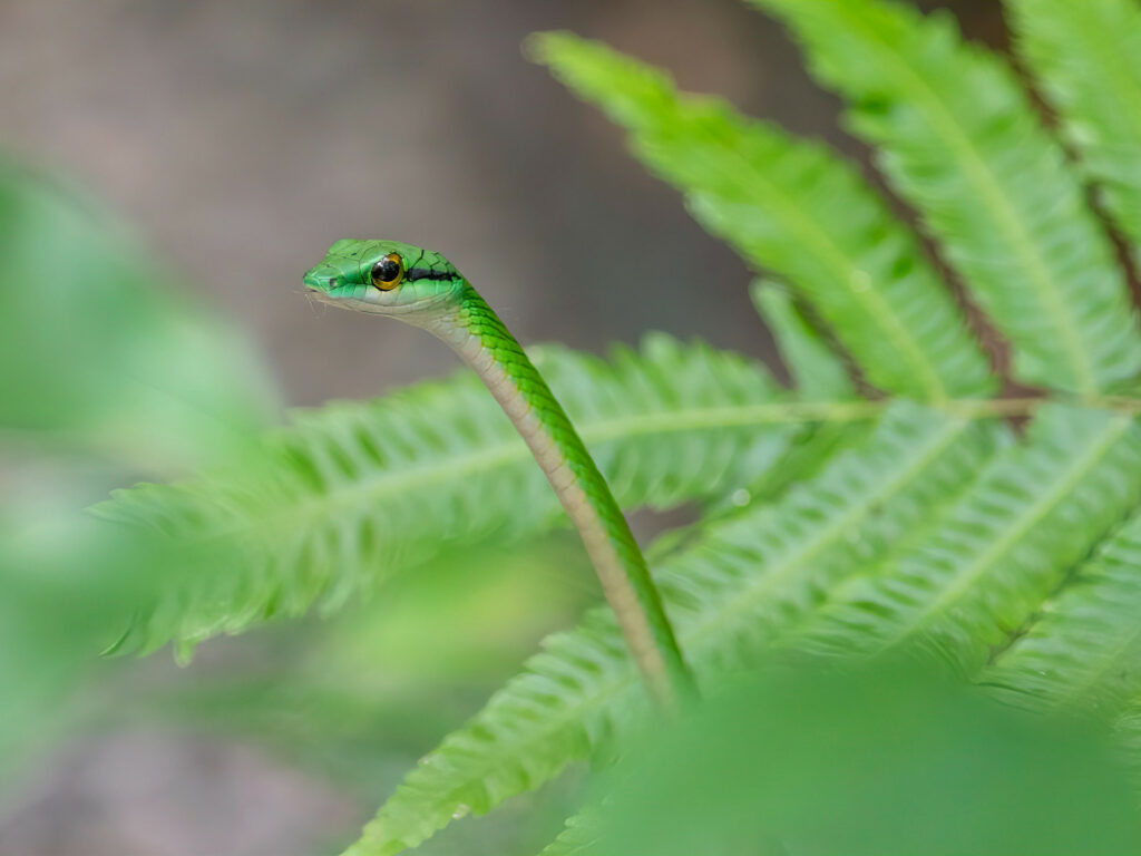 Snake manuel antonio costa rica 16x12