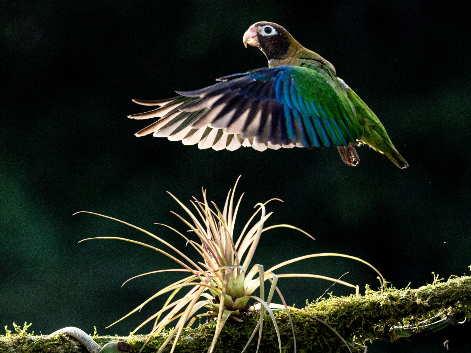 bird watching costa rica monteverde 16x12
