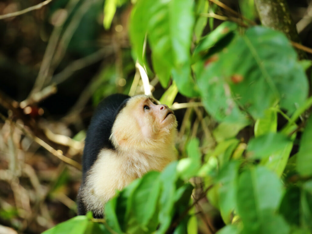 monkey manuel antonio park 12x16