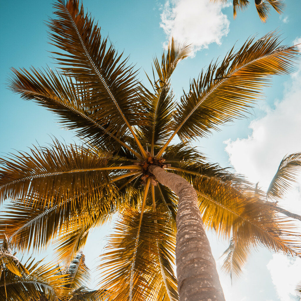 palm tree caribbean costa rica panama