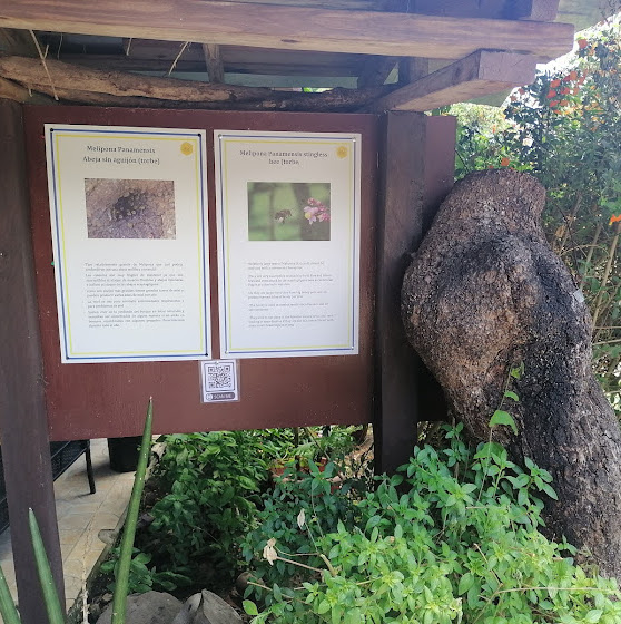 BUTTERFLY HOUSE AND HONEY TASTING (7) boquete