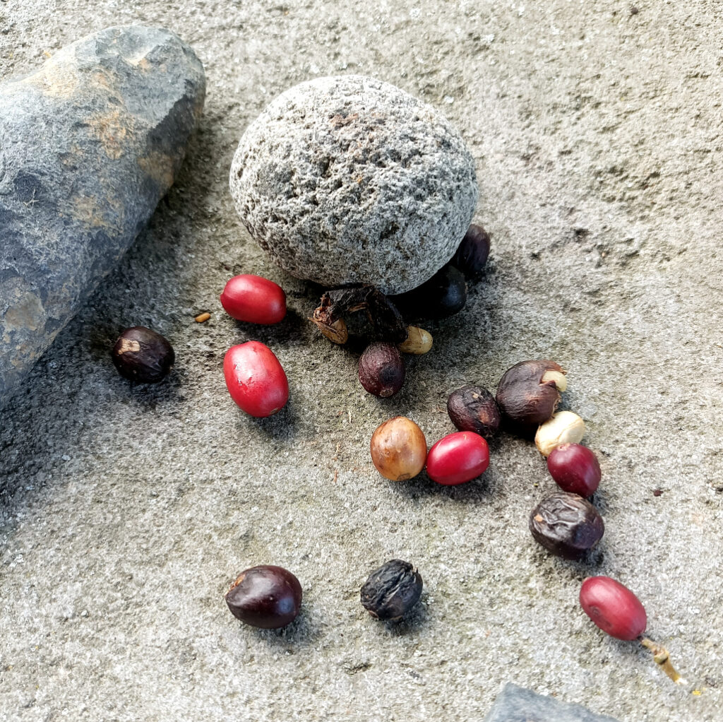 boquete coffee tour finca panama 3