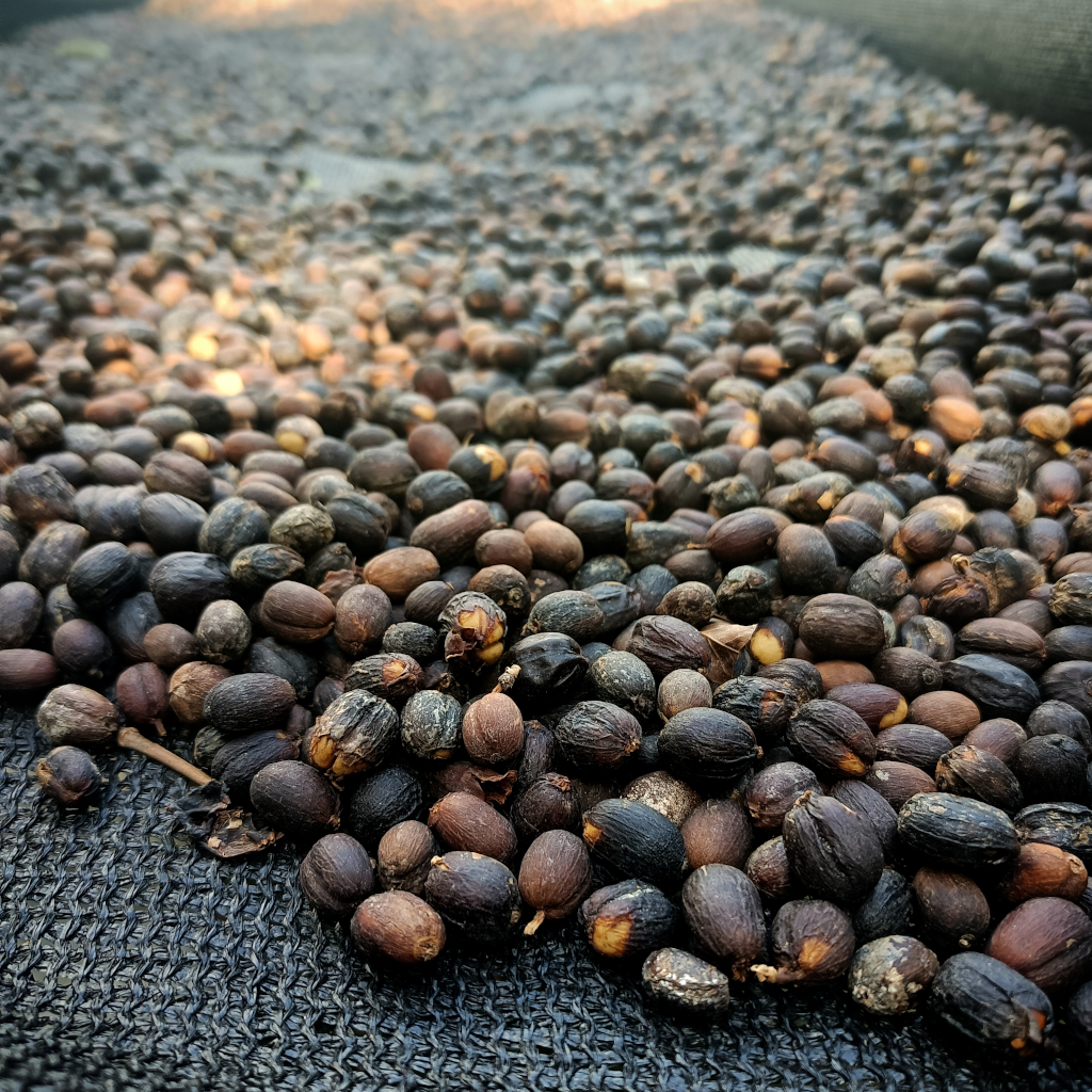 boquete coffee tour finca panama