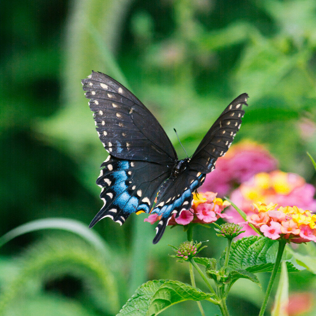 butterfly honey farm boquete panama 1024