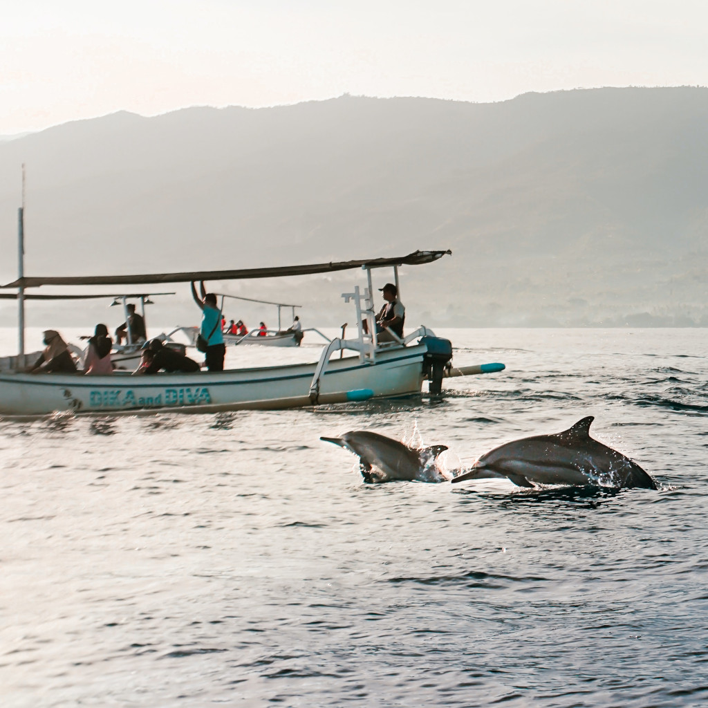 dolphins watching bocas del toro panama 1024