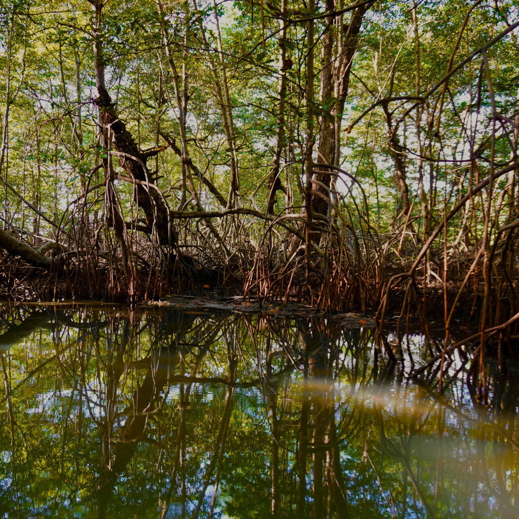 mangroves bocas del toro panama 1024