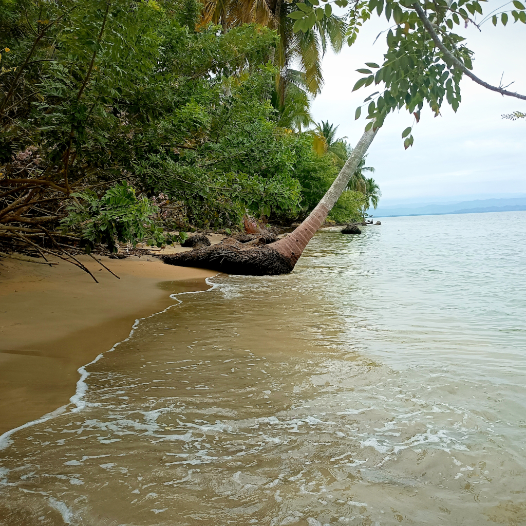 playa estrella panama bocas del toro 1024 3