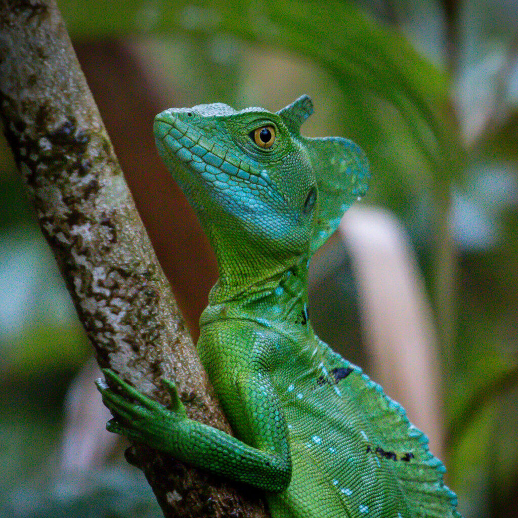 .chameleon iguana costa rica la fortuna 1024