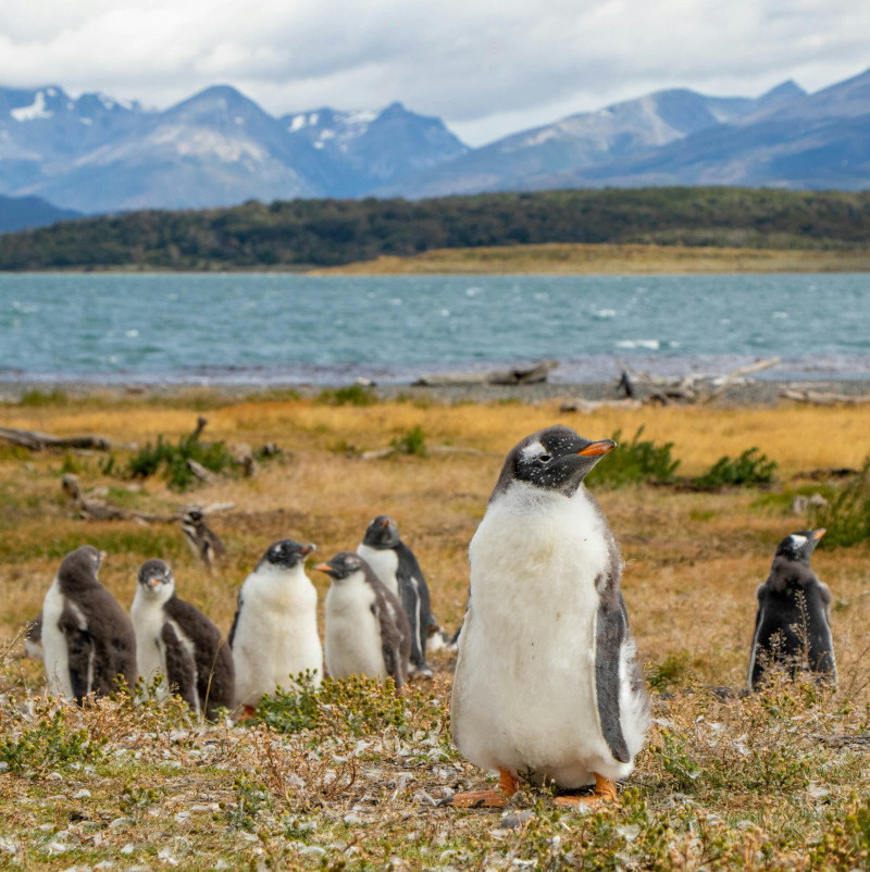 Patagonia ushuaia isla magdalena chile argentina q