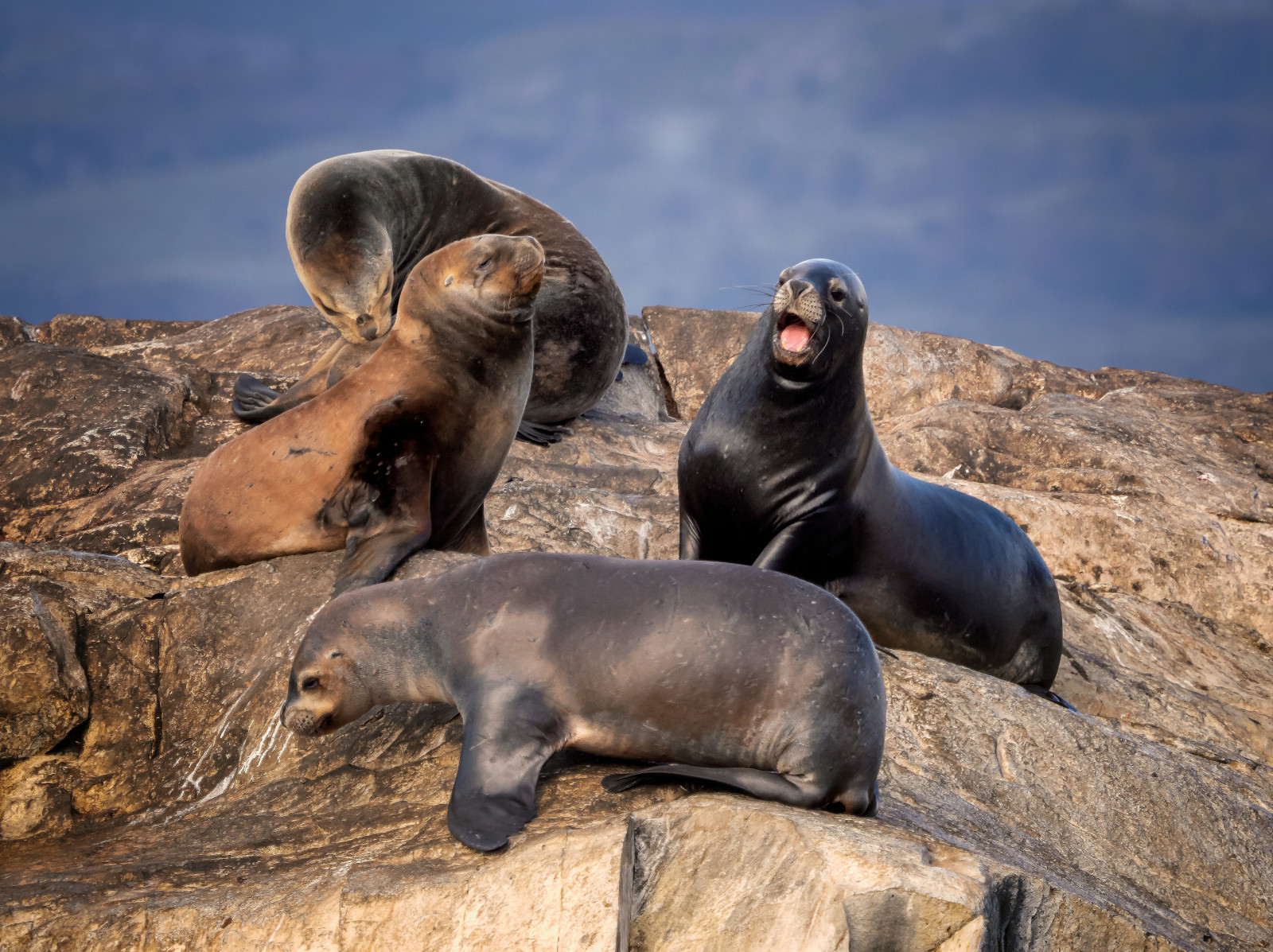 Sea lions ushuaia beagle canal patagonia argentina