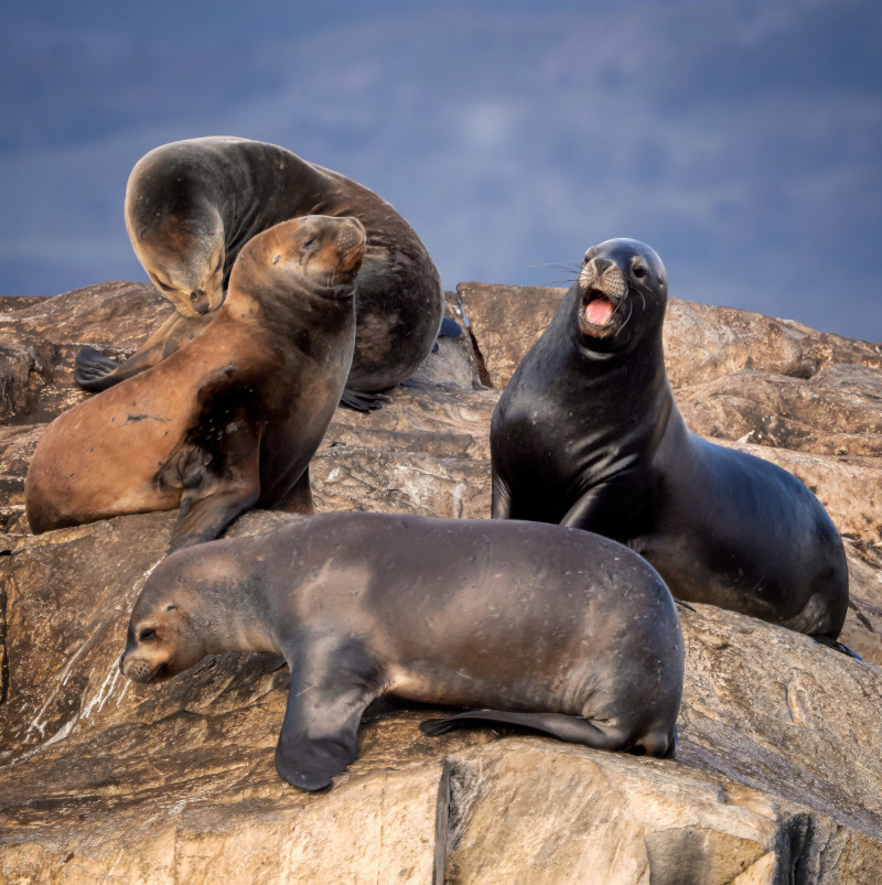 Sealions ushuaia beagle canal patagonia argentina