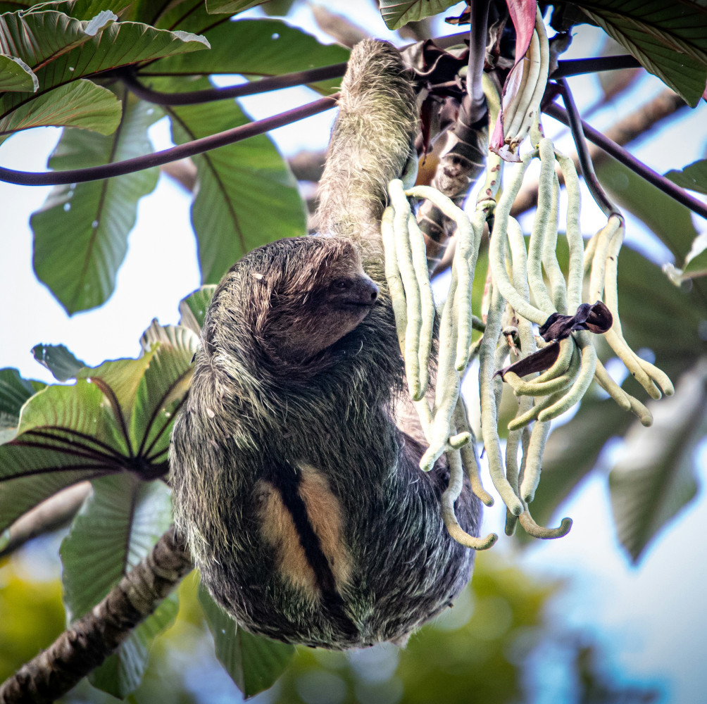 arenal sloth tour costa rica