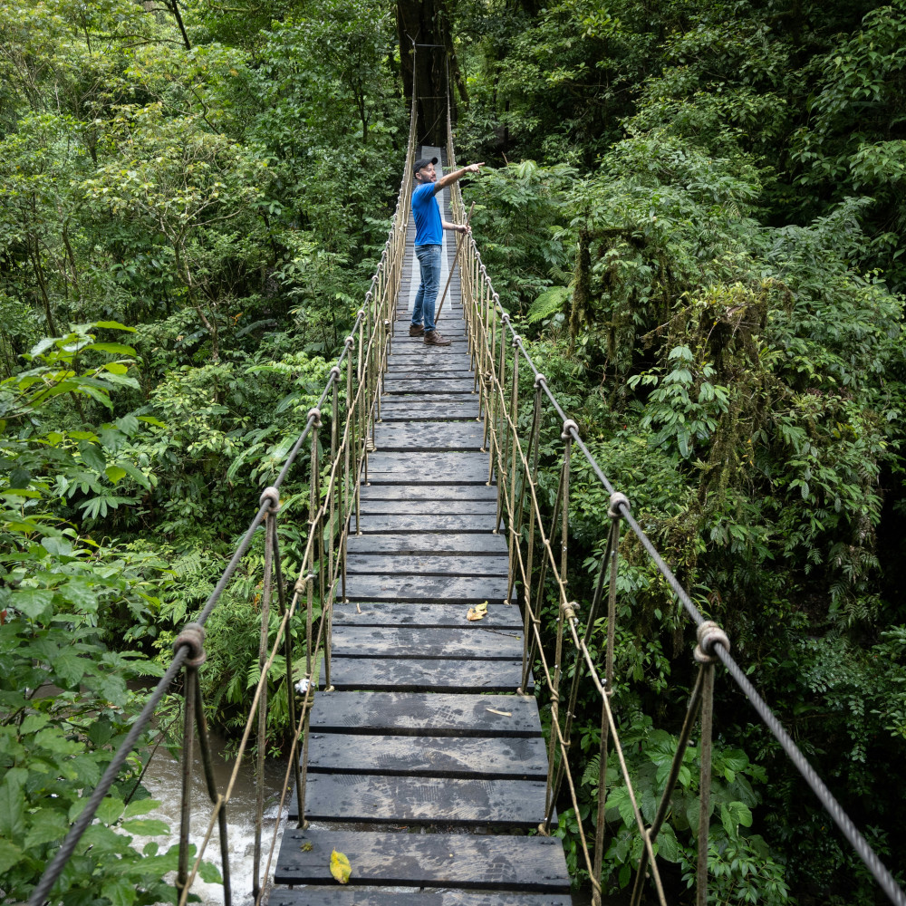 monteverde hanging trees