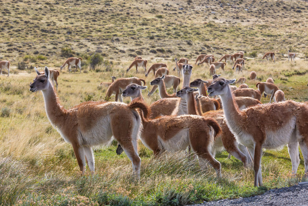 Patagonia