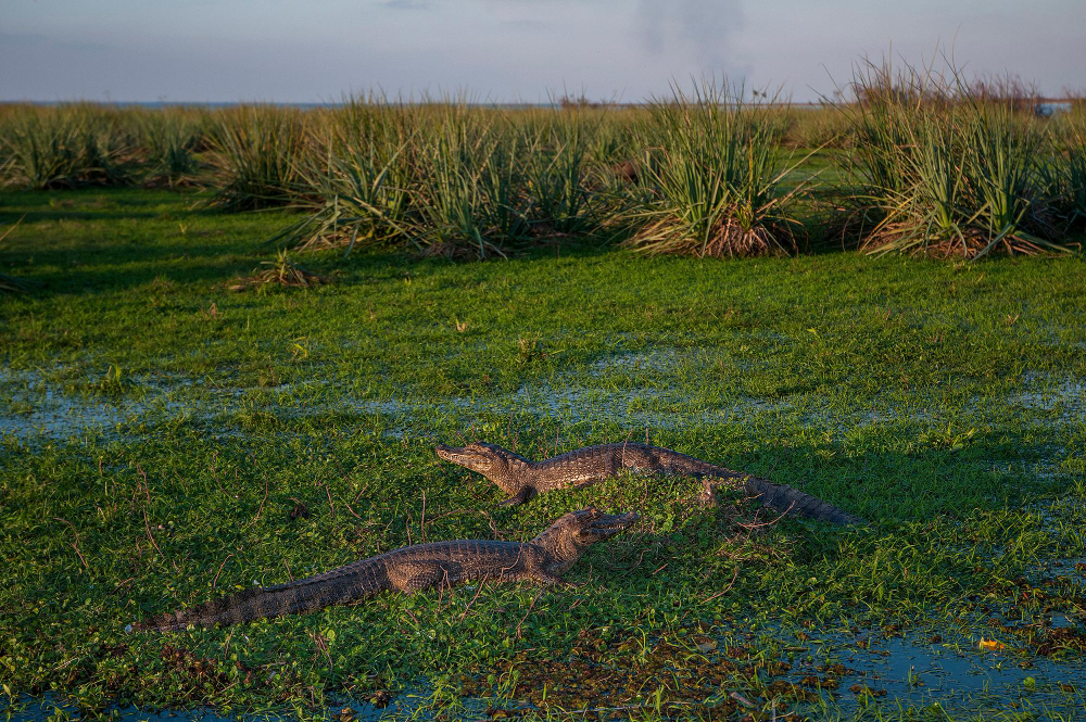iberà del estero (6)