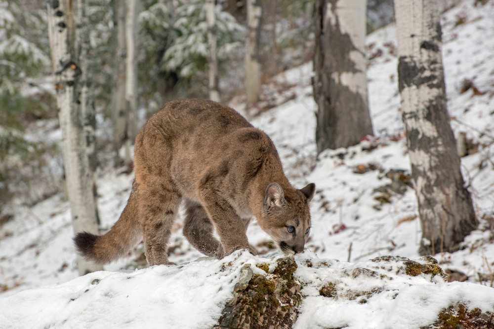 Travel in patagonia - puma sightseeing safari