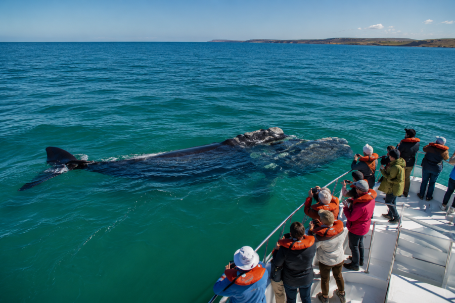 14-Day Argentina Patagonia Itinerary Puerto Madryn, Ushuaia & El Calafate