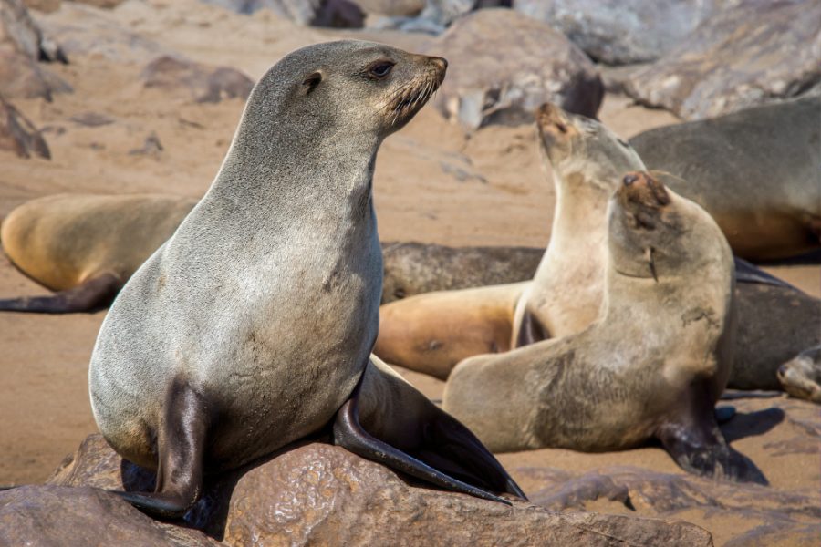 Travel in patagonia - puma sightseeing safari - sealions